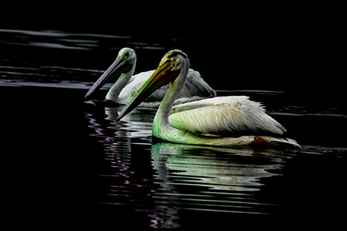Two Pelicans Floating In Dark Lake Water (Rainbow Tint Photo)