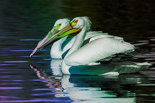 Two Pelicans Swimming In Unison (Rainbow Tint)