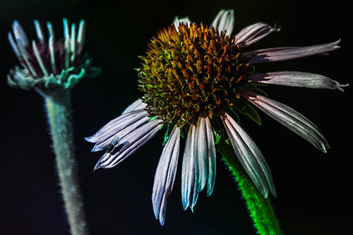 Two Towering Coneflowers Blossoming (Rainbow Tint Photo)