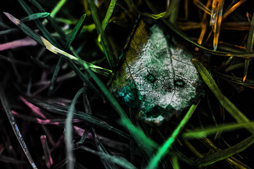 Upset Decaying Leaf Face Hiding Among Twisting Grass Blades (Rainbow Tint)