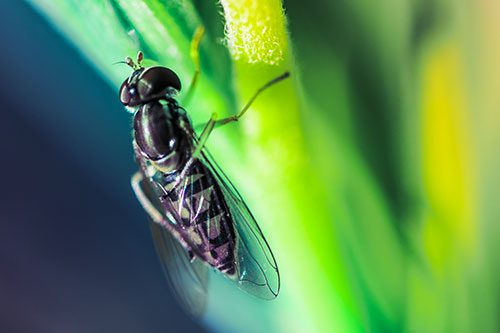 Vertical Leg Contorting Hoverfly (Rainbow Tint Photo)