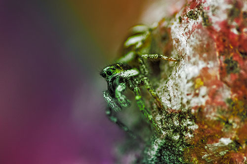 Vertical Perched Jumping Spider Extends Fangs (Rainbow Tint Photo)
