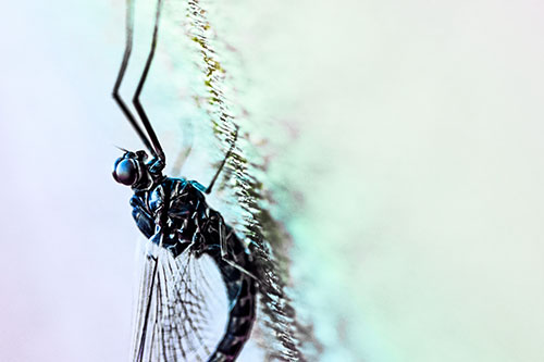 Vertical Perched Mayfly Sleeping (Rainbow Tint Photo)