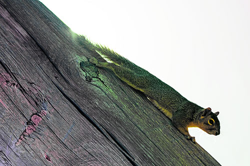 Vertical Splooting Squirrel Spread Downward Along Wooden Pole (Rainbow Tint)