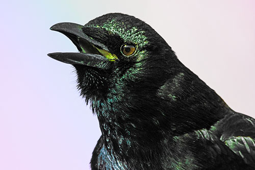 Vocal Crow Cawing Towards Sunlight (Rainbow Tint)