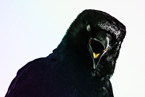 Vocal Glaze Eyed Crow Cawing Down Atop Tree Branch (Rainbow Tint)