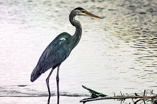 Wading Great Blue Heron Hunting Fish (Rainbow Tint)