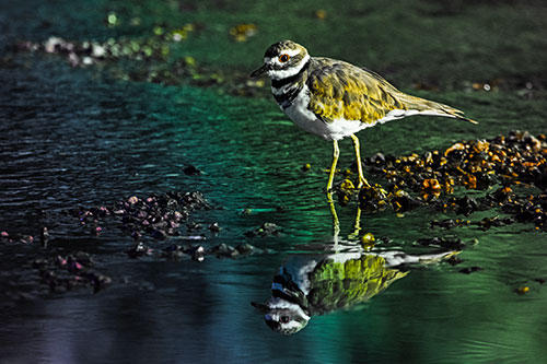Wading Killdeer Wanders Shallow River Water (Rainbow Tint)