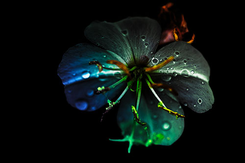 Water Droplet Primrose Flower After Rainfall (Rainbow Tint Photo)