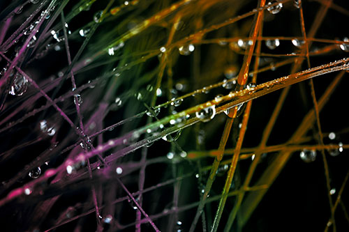 Water Droplets Hanging From Grass Blades (Rainbow Tint Photo)