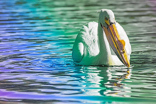 Water Floating Pelican Hunting For Food (Rainbow Tint)