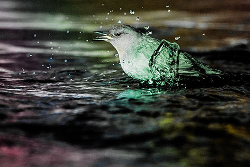 Water Splashing American Dipper Feasting On Larvae (Rainbow Tint)