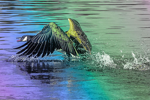 Water Splashing Canadian Goose Taking Flight Off Lake (Rainbow Tint)