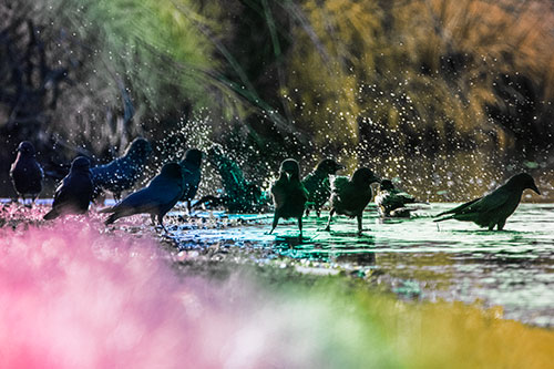 Water Splashing Crows Enjoy Bird Bath Along River Shore (Rainbow Tint Photo)