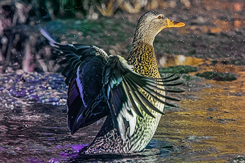 Water Splashing Mallard Duck Flapping Wings Among Pond (Rainbow Tint Photo)