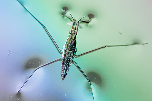 Water Strider Perched Atop Calm River (Rainbow Tint)
