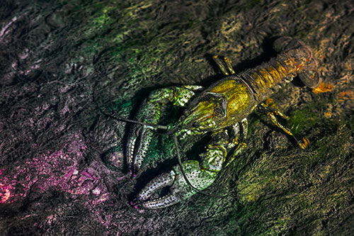 Water Submerged Crayfish Crawling Upstream (Rainbow Tint)