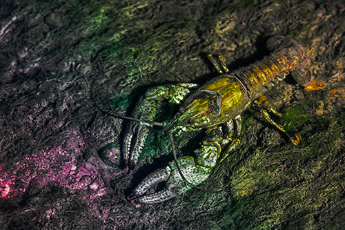 Water Submerged Crayfish Crawling Upstream (Rainbow Tint Photo)