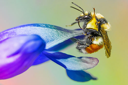 Waving Red Belted Bumble Bee Climbing Flower Petal (Rainbow Tint)