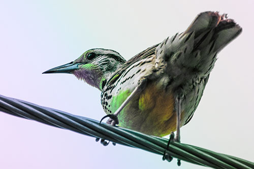 Western Meadowlark Keeping Watch Atop Powerline Wire (Rainbow Tint)