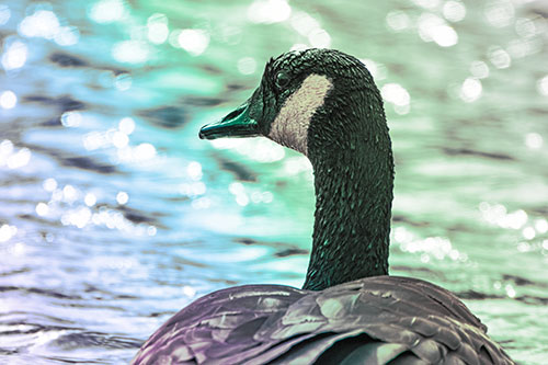 Wet Headed Canadian Goose Among Glistening Water (Rainbow Tint)