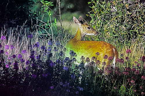 White Tailed Deer Looks Back Among Lily Nile Flowers (Rainbow Tint Photo)