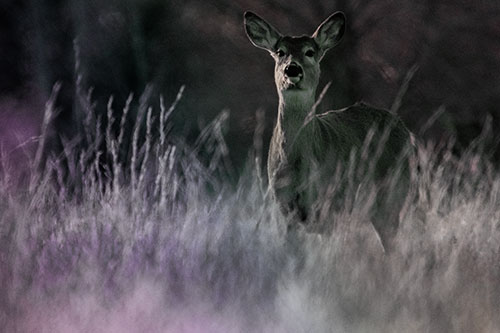 White Tailed Deer Stares Behind Feather Reed Grass (Rainbow Tint Photo)