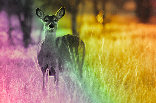 White Tailed Deer Watches With Anticipation (Rainbow Tint Photo)
