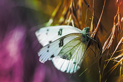 White Winged Butterfly Clings Grass Blades (Rainbow Tint)