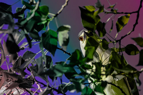 Wide Eyed Black Crowned Night Heron Looking Down From Tree Branch (Rainbow Tint)