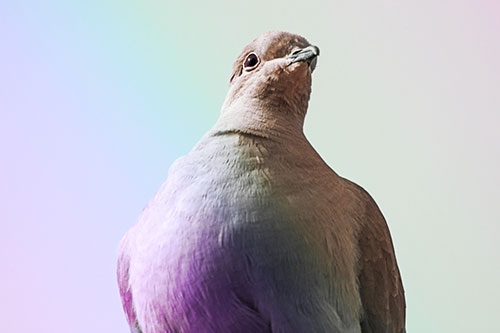 Wide Eyed Collared Dove Keeping Watch (Rainbow Tint Photo)