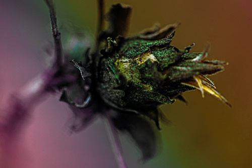 Willow Cone Gall Midge Head Sticking Fuzzy Tongue Out (Rainbow Tint Photo)