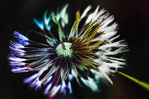 Wind Blowing Partial Puffed Dandelion (Rainbow Tint Photo)