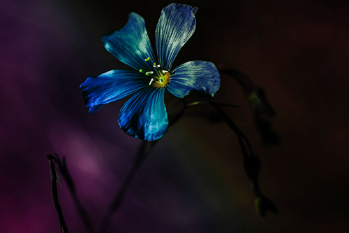 Wind Shaking Flax Flower (Rainbow Tint Photo)