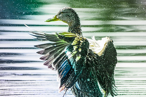 Wing Flapping Mallard Duck Splashing Lake Water (Rainbow Tint)