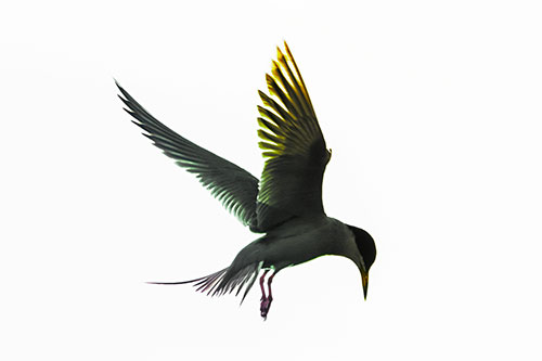 Wing Flapping Tern Eying For Fish Below (Rainbow Tint)