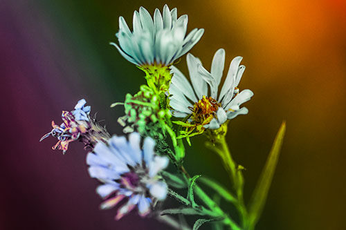 Withering Aster Flowers Decaying Among Sunshine (Rainbow Tint Photo)