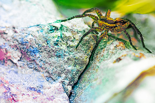 Wolf Spider Crawling Over Cracked Rock Crevice (Rainbow Tint Photo)