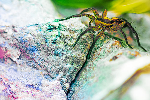 Wolf Spider Crawling Over Cracked Rock Crevice (Rainbow Tint)