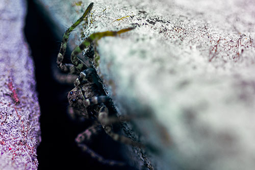 Wolf Spider Peeking Out Rock Crevice (Rainbow Tint)