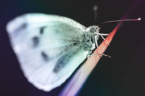Wood White Butterfly Perched Atop Grass Blade (Rainbow Tint Photo)