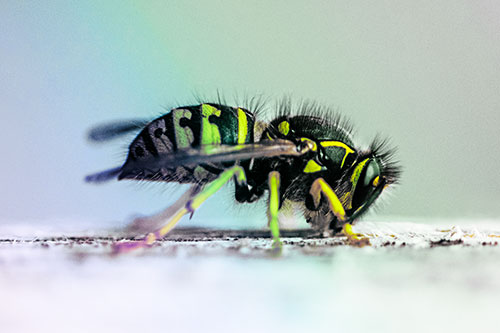 Yellowjacket Wasp Chewing Wood (Rainbow Tint)