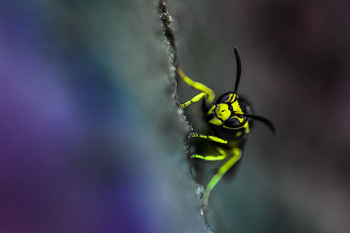 Yellowjacket Wasp Crawling Rock Vertically (Rainbow Tint Photo)
