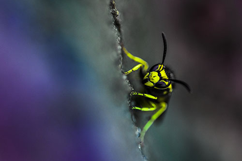 Yellowjacket Wasp Crawling Rock Vertically (Rainbow Tint)