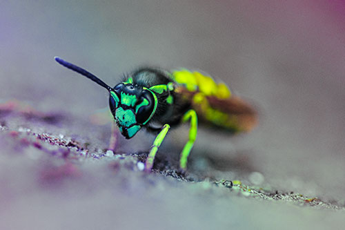Yellowjacket Wasp Prepares For Flight (Rainbow Tint Photo)