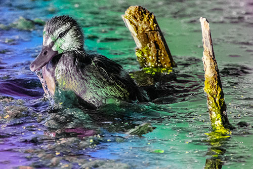 Young Mallard Duckling Playing Among Algae (Rainbow Tint)