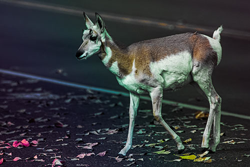 Young Pronghorn Crosses Leaf Covered Road (Rainbow Tint Photo)
