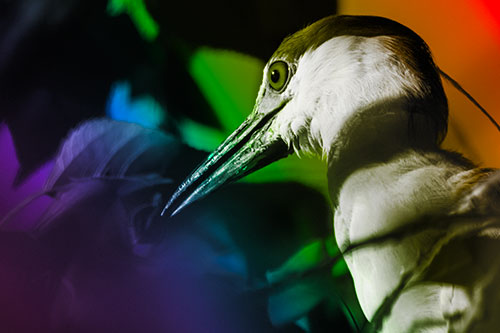 Algae Beak Black Crowned Night Heron (Rainbow Tone Photo)