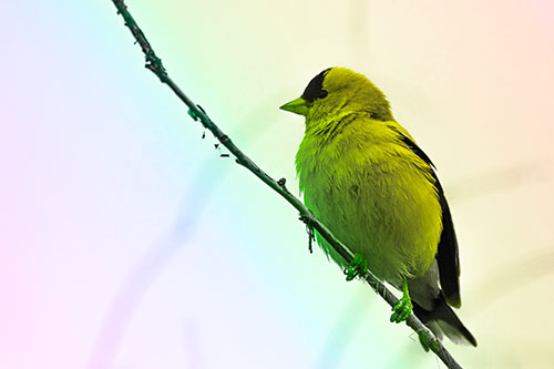 American Goldfinch Perched Along Slanted Branch (Rainbow Tone Photo)