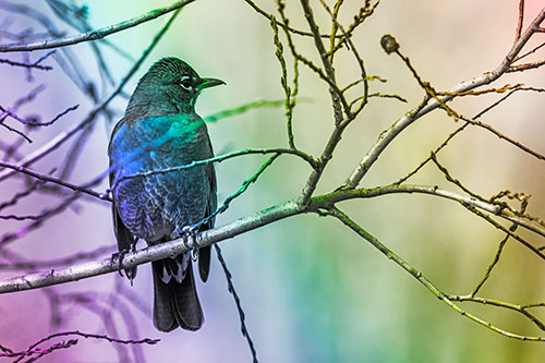 American Robin Looking Sideways Among Twisting Tree Branches (Rainbow Tone)